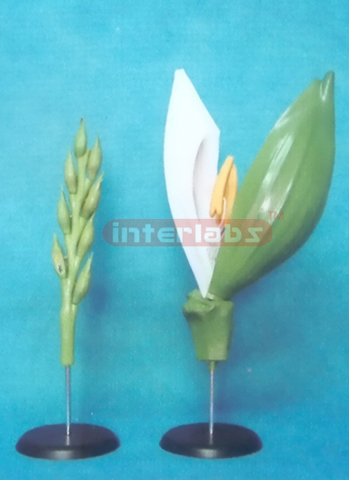 A MODEL OF THE WHEAT FLOWER (B TYPE)